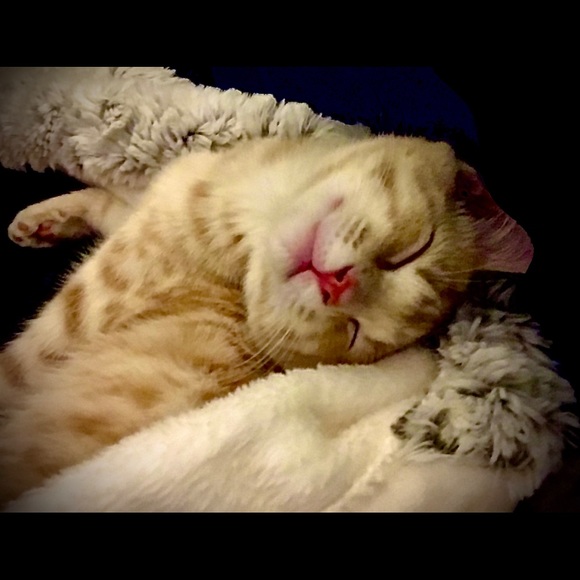 Meet your Posher, Penny - Picture 4 of 8